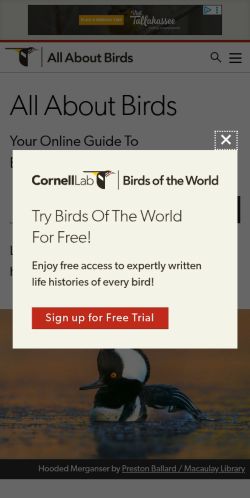 Screenshot of the audited page (Mobile 375×812)